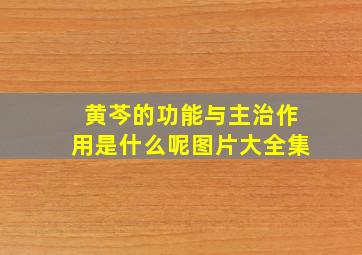 黄芩的功能与主治作用是什么呢图片大全集