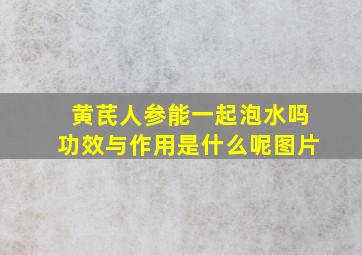 黄芪人参能一起泡水吗功效与作用是什么呢图片