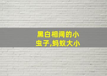 黑白相间的小虫子,蚂蚁大小