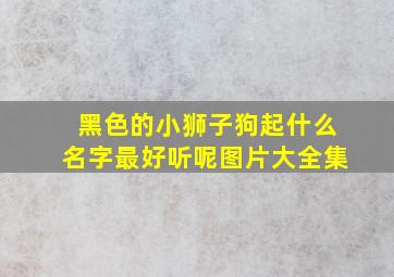 黑色的小狮子狗起什么名字最好听呢图片大全集