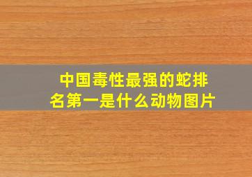 中国毒性最强的蛇排名第一是什么动物图片