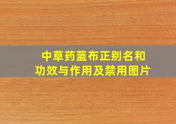 中草药蓝布正别名和功效与作用及禁用图片