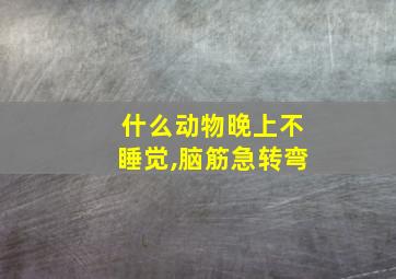 什么动物晚上不睡觉,脑筋急转弯