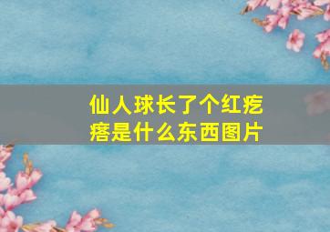 仙人球长了个红疙瘩是什么东西图片