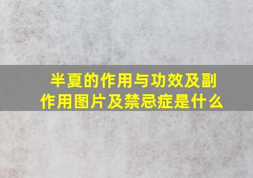 半夏的作用与功效及副作用图片及禁忌症是什么