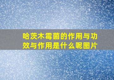 哈茨木霉菌的作用与功效与作用是什么呢图片