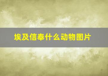 埃及信奉什么动物图片