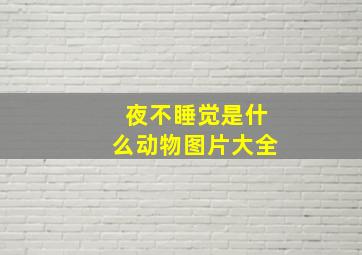 夜不睡觉是什么动物图片大全