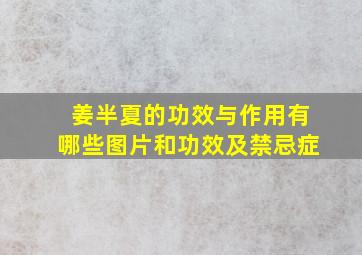 姜半夏的功效与作用有哪些图片和功效及禁忌症