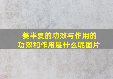 姜半夏的功效与作用的功效和作用是什么呢图片