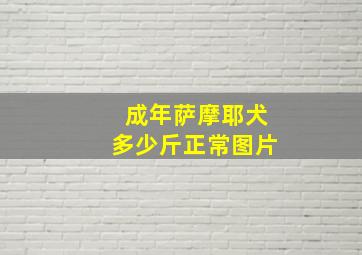 成年萨摩耶犬多少斤正常图片