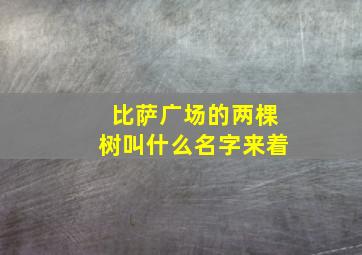 比萨广场的两棵树叫什么名字来着