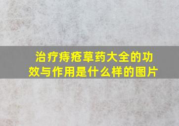 治疗痔疮草药大全的功效与作用是什么样的图片