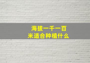 海拔一千一百米适合种植什么