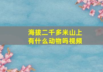 海拔二千多米山上有什么动物吗视频