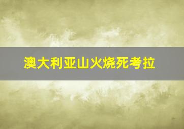 澳大利亚山火烧死考拉