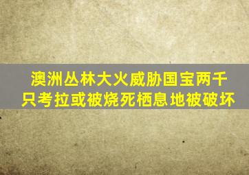 澳洲丛林大火威胁国宝两千只考拉或被烧死栖息地被破坏