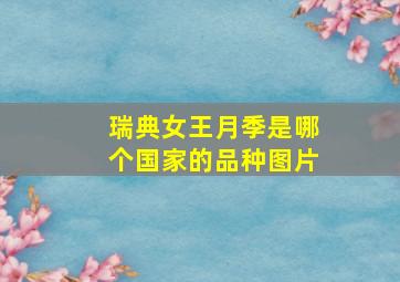 瑞典女王月季是哪个国家的品种图片