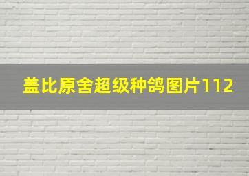 盖比原舍超级种鸽图片112