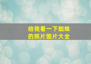 给我看一下蜘蛛的照片图片大全