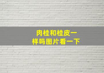 肉桂和桂皮一样吗图片看一下