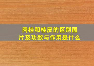 肉桂和桂皮的区别图片及功效与作用是什么