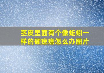 茎皮里面有个像蚯蚓一样的硬疙瘩怎么办图片