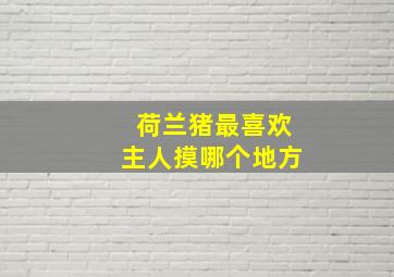 荷兰猪最喜欢主人摸哪个地方