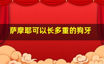 萨摩耶可以长多重的狗牙