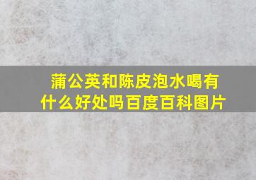 蒲公英和陈皮泡水喝有什么好处吗百度百科图片