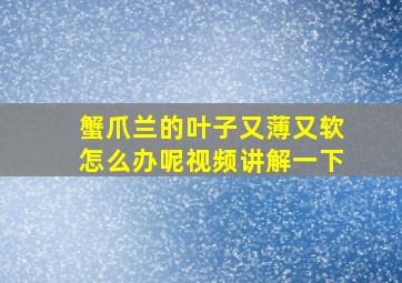 蟹爪兰的叶子又薄又软怎么办呢视频讲解一下