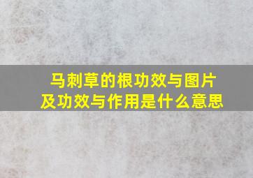 马刺草的根功效与图片及功效与作用是什么意思