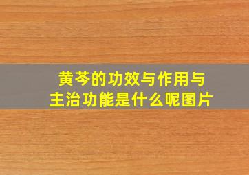 黄芩的功效与作用与主治功能是什么呢图片