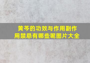 黄芩的功效与作用副作用禁忌有哪些呢图片大全