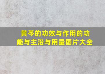 黄芩的功效与作用的功能与主治与用量图片大全