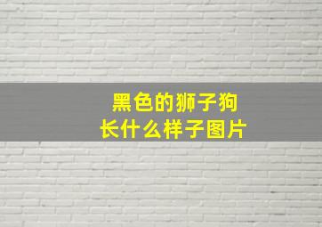 黑色的狮子狗长什么样子图片